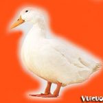 Con vịt - duck