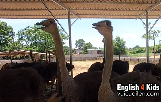 Chim đà điểu tiếng anh là gì? ostrich, emu hay rhea