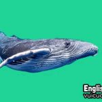 Con cá voi tiếng anh là gì
