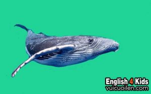 Con cá voi tiếng anh là gì