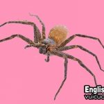 Con nhện tiếng anh là gì