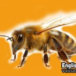 Con ong tiếng anh là gì