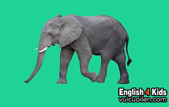 Con voi tiếng anh là gì