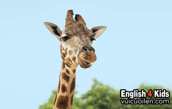 giraffe đọc tiếng anh là gì