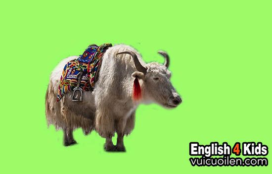 Con bò Tây Tạng tiếng anh là gì