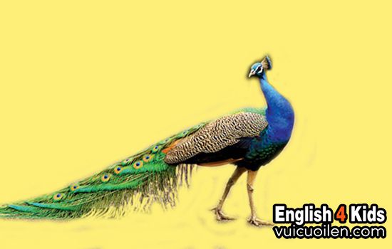 Tìm hiểu nhiều hơn 111 hình nền chim công tuyệt vời nhất - Tin học Đông Hòa