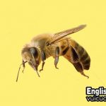 Con ong mật tiếng anh là gì