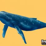 Con cá voi xanh tiếng anh là gì
