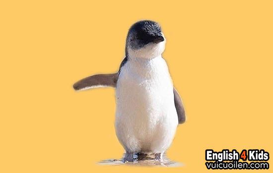 Con chim cánh cụt tiếng anh là gì