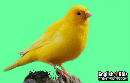 Chim Vàng Anh (Chim Hoàng Anh) Hót Hay, Lông Đẹp,Giá Rẻ Toàn quốc