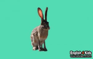 Con thỏ rừng tiếng anh là gì