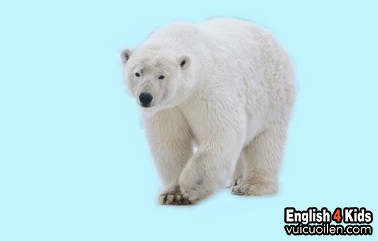 Con gấu bắc cực tiếng anh là gì