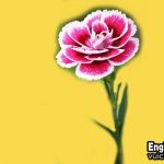 Hoa cẩm chướng tiếng anh là gì