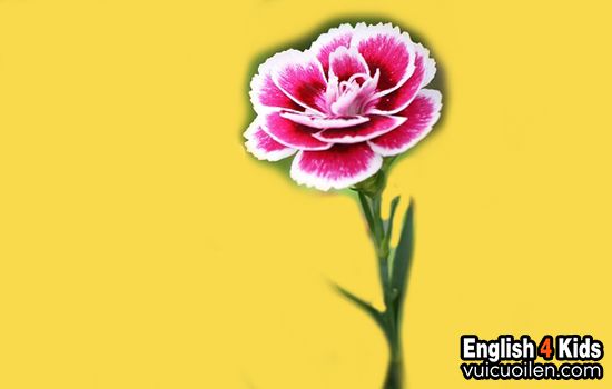 Hoa cẩm chướng tiếng anh là gì