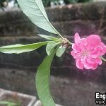 Hoa đào tiếng anh là gì