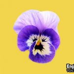 Hoa phăng xê tiếng anh là gì