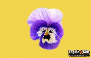 Hoa phăng xê tiếng anh là gì