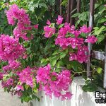 Hoa giấy tiếng anh là gì