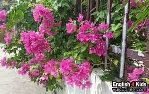 Hoa giấy tiếng anh là gì