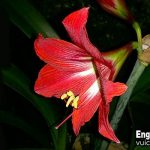 Hoa loa kèn tiếng anh là gì
