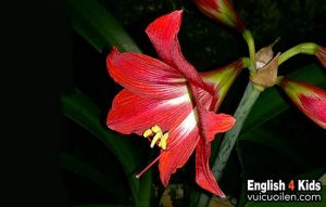 Hoa loa kèn tiếng anh là gì
