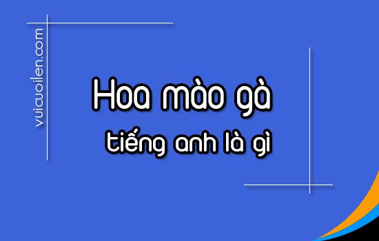 Hoa mào gà tiếng anh là gì