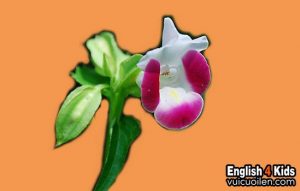 Hoa mõm chó tiếng anh là gì