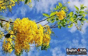 Hoa muồng hoàng yến tiếng anh là gì