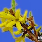Hoa nghinh xuân tiếng anh là gì