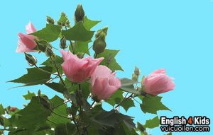 Hoa phù dung tiếng anh là gì