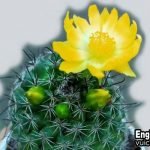Hoa xương rồng tiếng anh là gì