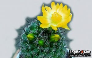 Hoa xương rồng tiếng anh là gì