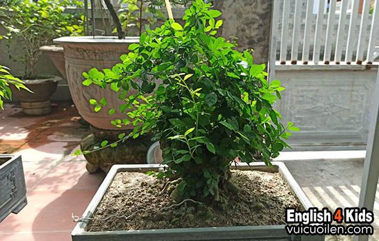 Cửa hàng cây cảnh tiếng anh là gì