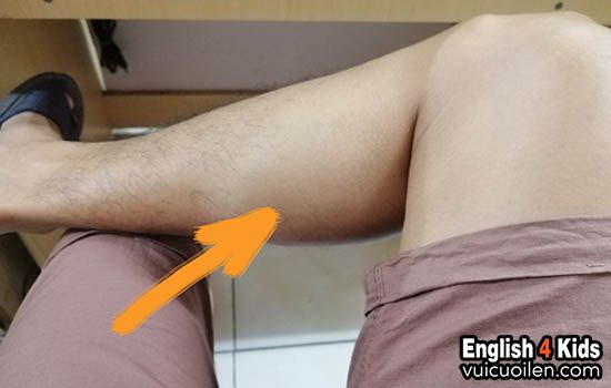 Bắp chân tiếng anh là gì
