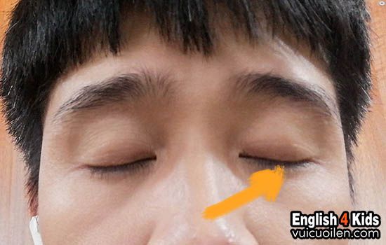 Lông mi tiếng anh là gì