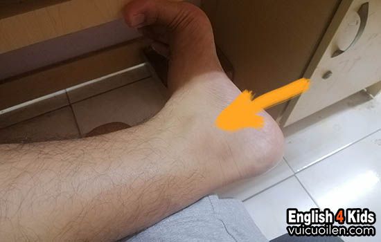 Mắt cá chân tiếng anh là gì