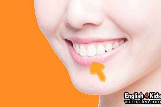 Môi tiếng anh là gì