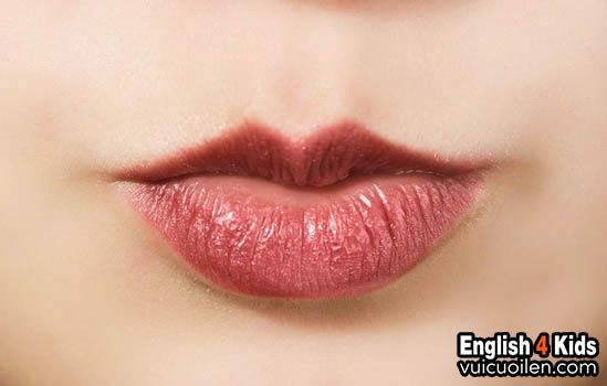 Môi cong tiếng anh là gì