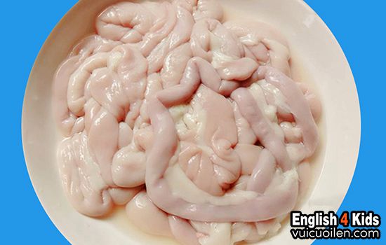 Lòng lợn tiếng anh là gì