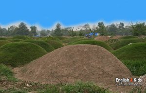 Hillock tiếng anh là gì
